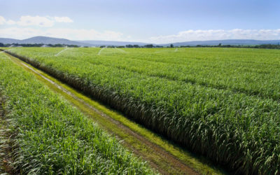 Sugar & Ethanol Africa | 17 – 19 September 2019 | Nairobi