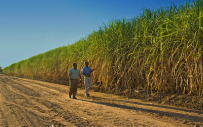 The SA Canegrowers cost survey