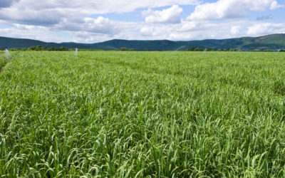 SASTA adding value to the sugar chain