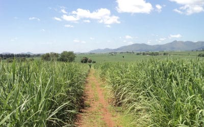 Making Biofuels Cheaper by Putting Plants to Work