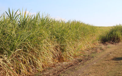 Small-scale farmers at the heart of the matter