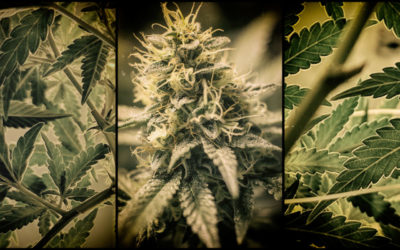 Lesotho Cannabis producer seeks global partners – Business Maverick