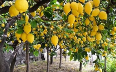 OVERVIEW GLOBAL LEMON MARKET- May 2020