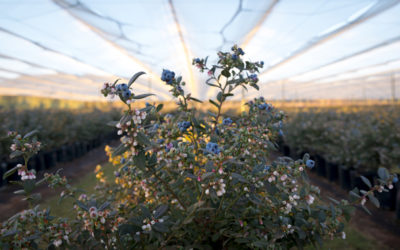 The South African industry closes the season by increasing its exports and exceeding its economic return
