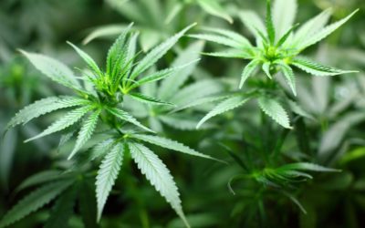 WHAT WILL THE CANNABIS ECONOMY MEAN FOR AFRICA?