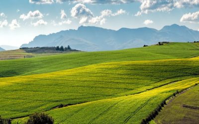 The impact of Covid-19 on South Africa’s agriculture economy