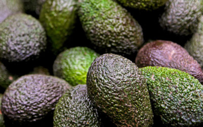Avocado industry cuts exports at a price